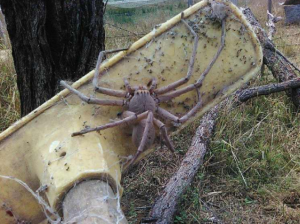 Huntsman spiders